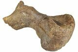 Triceratops Metatarsal with Metal Base - Wyoming #228175-5